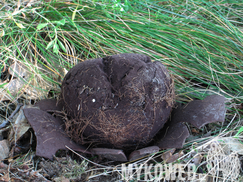 Mycenastrum corium