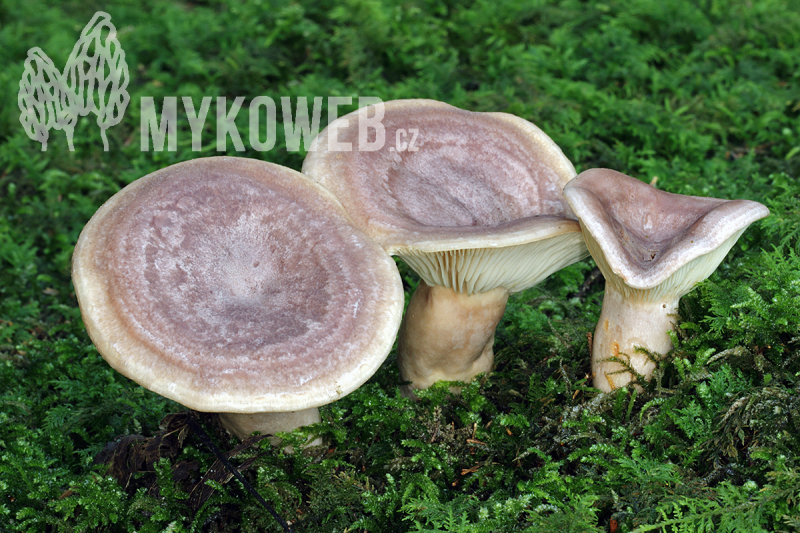 Lactarius flexuosus