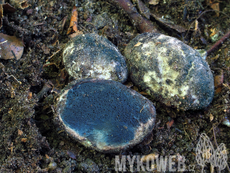 Chamonixia caespitosa