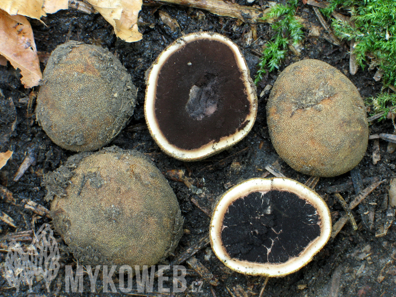 Elaphomyces granulatus