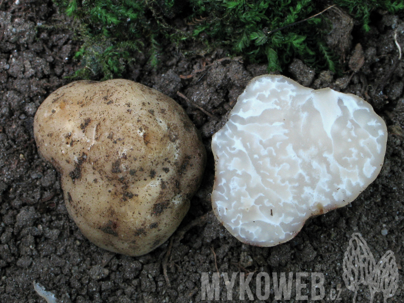 Tuber nitidum