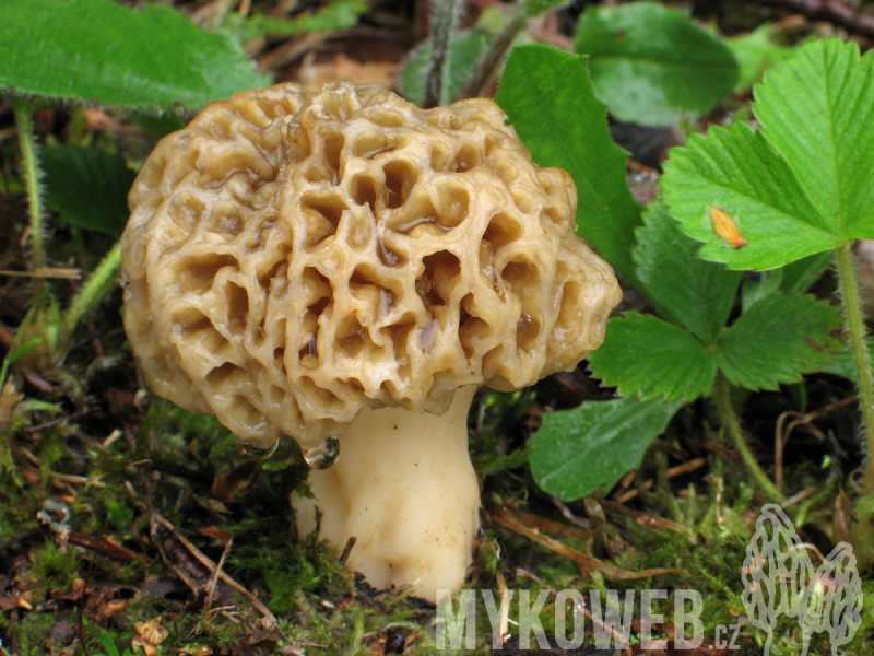 Morchella esculenta