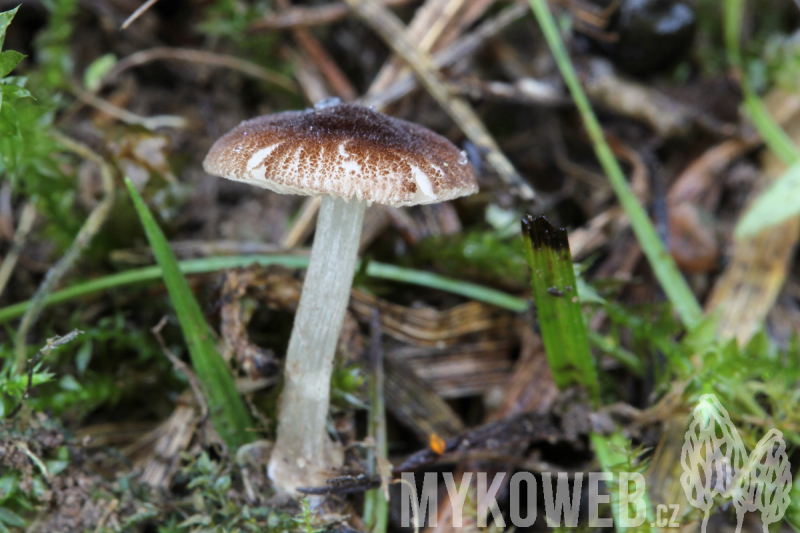 Pluteus podospileus f. minutissimus
