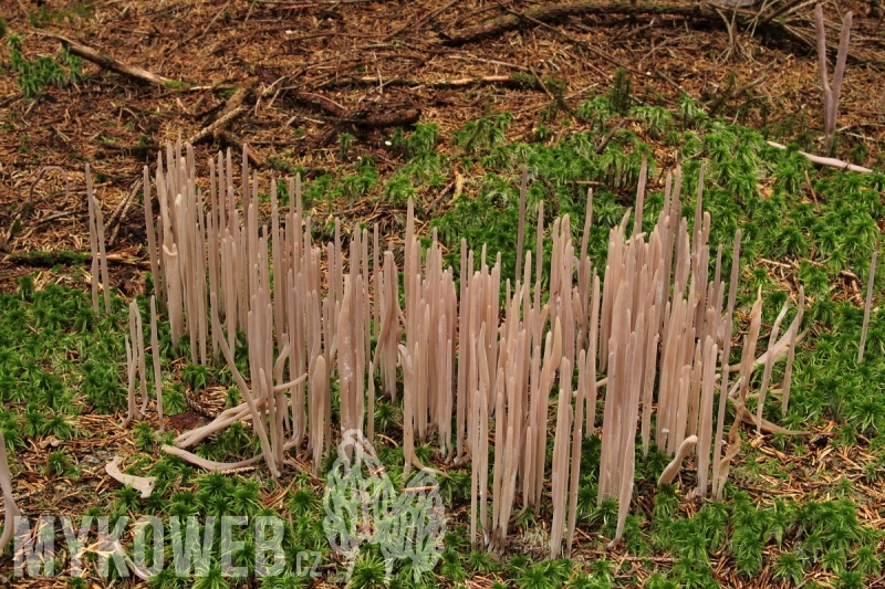 Alloclavaria purpurea