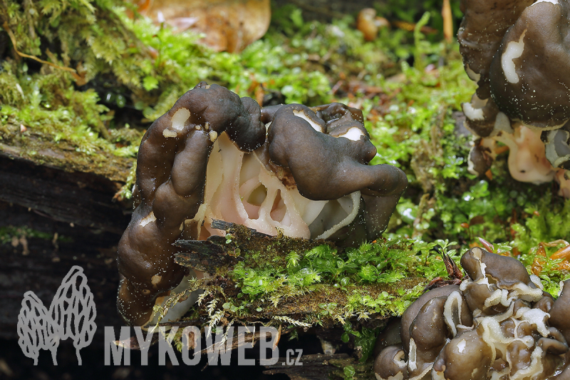 Gyromitra sphaerospora