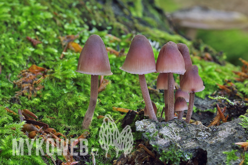 Mycena haematopus