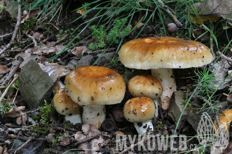 Russula subfoetens