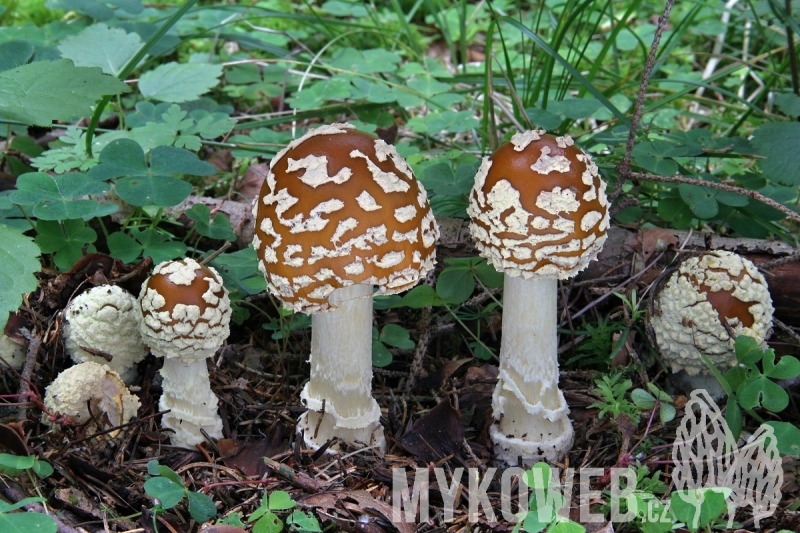 Amanita regalis