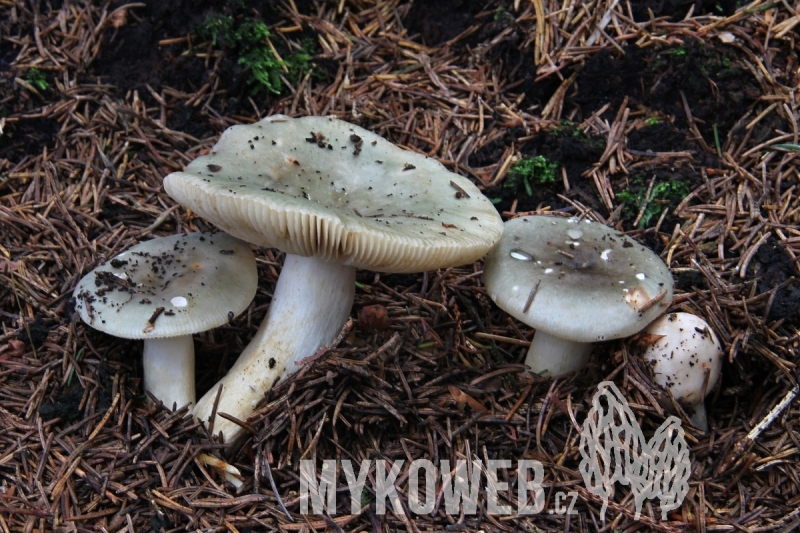Russula aeruginea