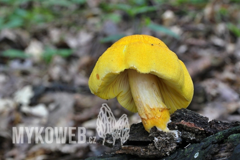 Pluteus fenzlii