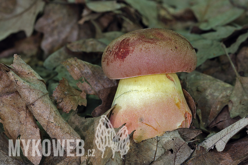 Boletus fuscoroseus