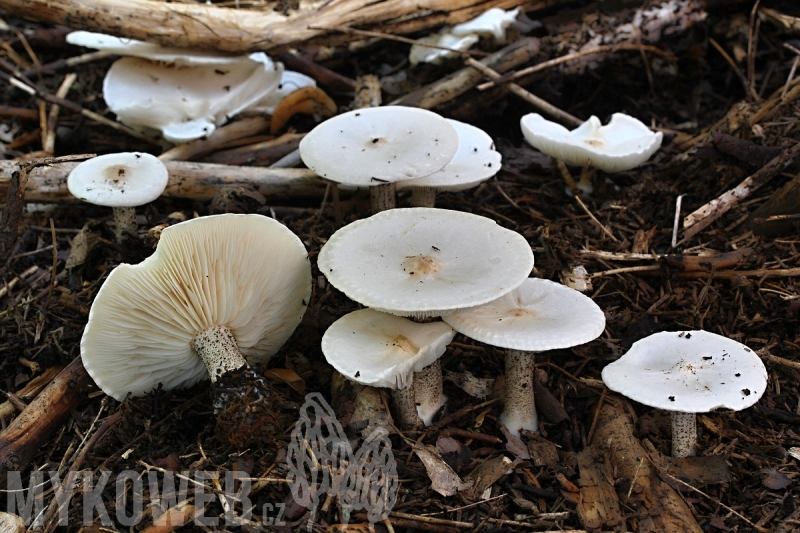 Melanoleuca verrucipes