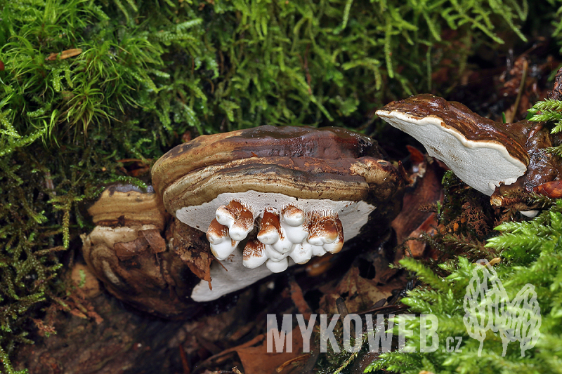 Ganoderma applanatum