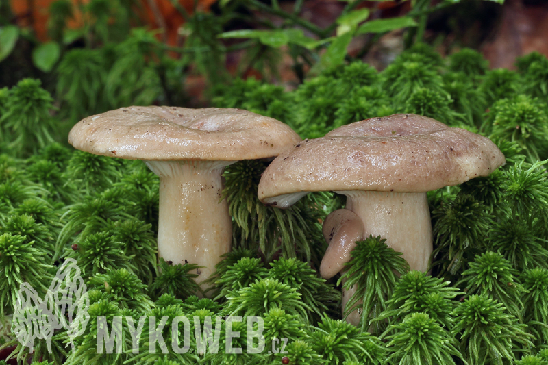 Lactarius albocarneus