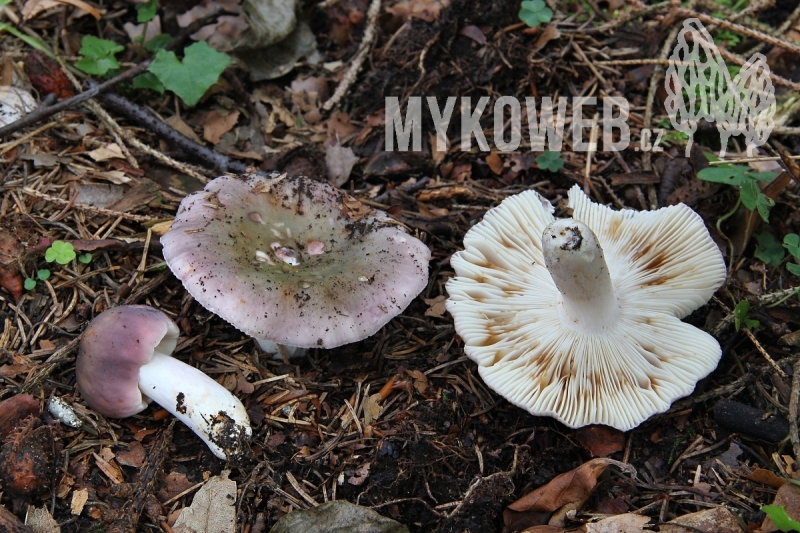 Russula ionochlora