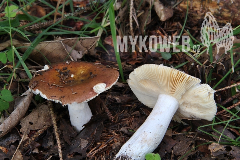 Russula integra