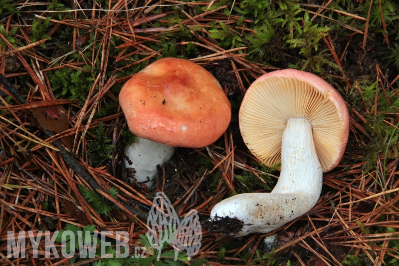 Russula roseipes