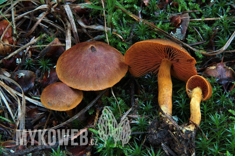 Cortinarius malicorius