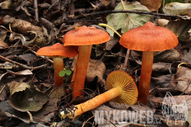 Cortinarius uliginosus