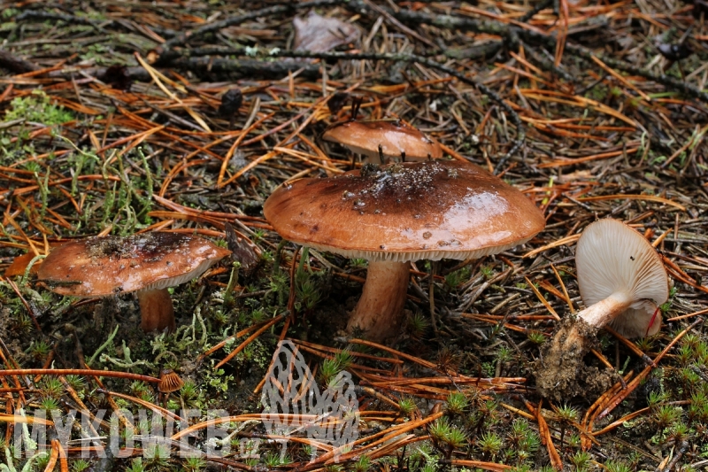 Tricholoma stans