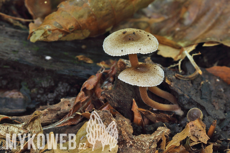 Inocybe petiginosa