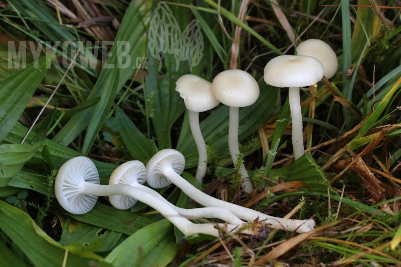 Hygrocybe russocoriacea