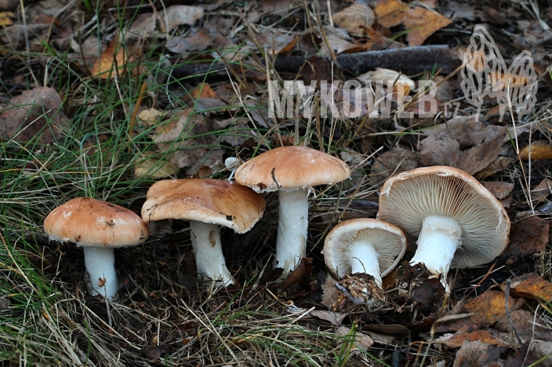 Leucocortinarius bulbiger