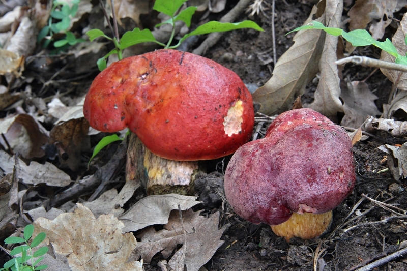 Boletus dupainii