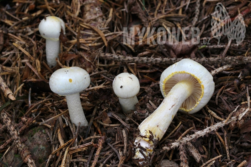 Hygrophorus chrysodon