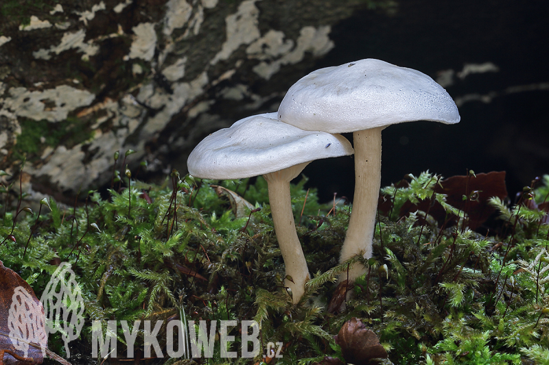 Clitocybe phyllophila