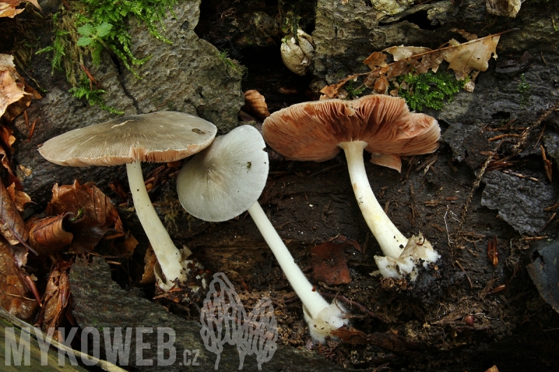Volvariella caesiotincta