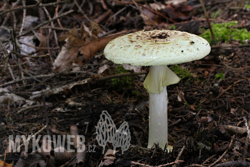 Amanita citrina