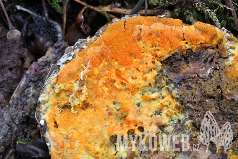 Hypomyces aurantius