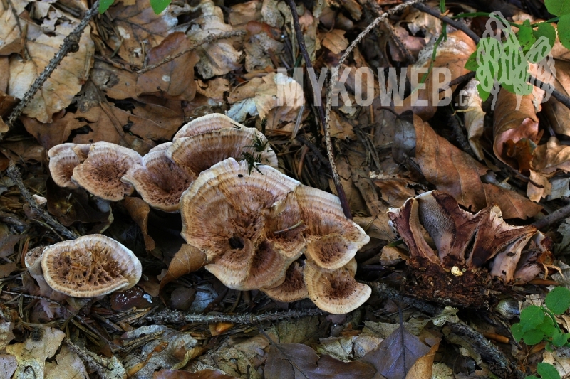 Hydnellum scrobiculatum