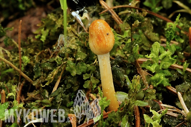 Ophiocordyceps gracilis