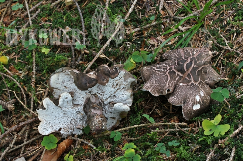 Boletopsis leucomelaena
