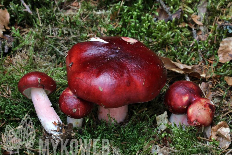 Russula rhodopus