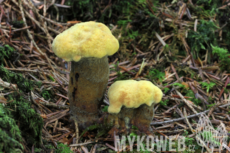 Phaeolus schweinitzi