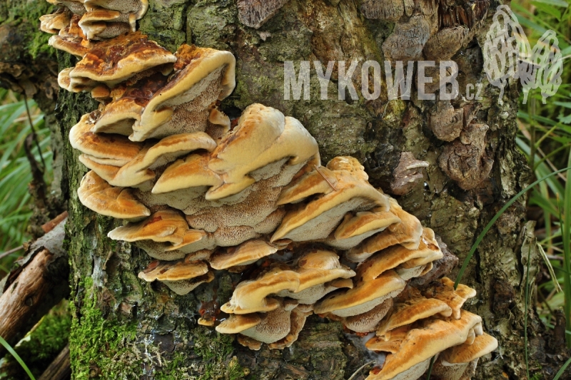 Xanthoporia radiata