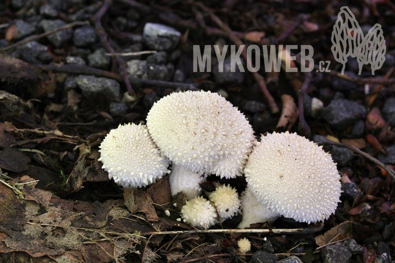 Lycoperdon perlatum
