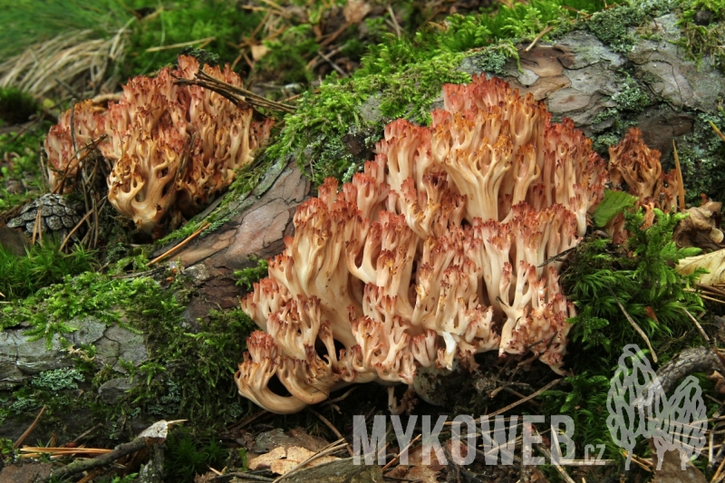 Ramaria rubripermanens