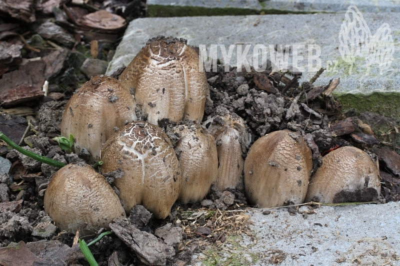 Coprinopsis atramentaria