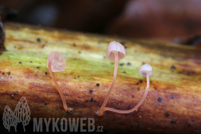 Mycena pterigena