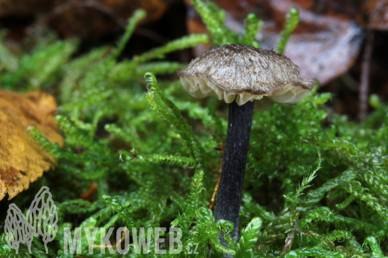 Entoloma tjallingiorum