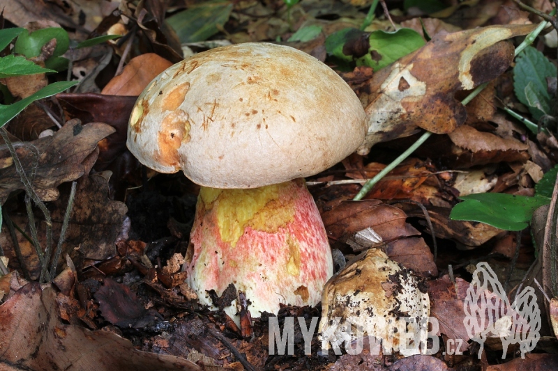 Boletus fechtneri