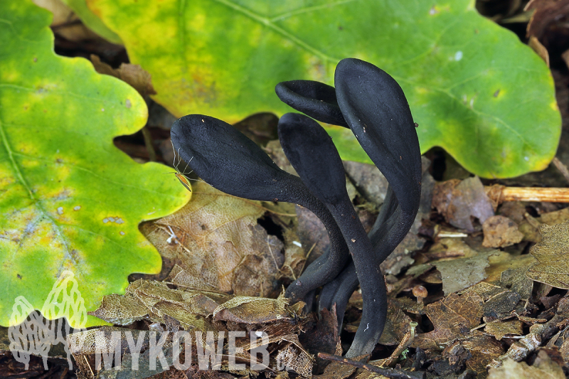 Geoglossum cookeanum