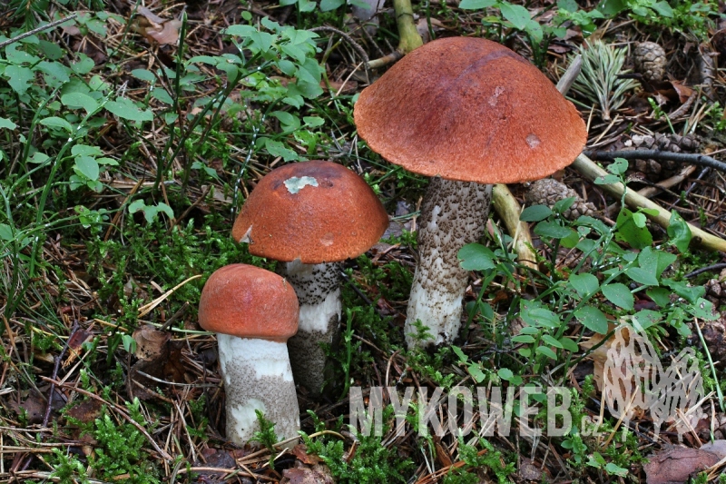 Leccinum piceinum