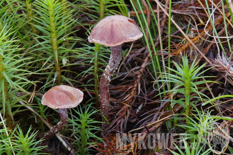 Cystoderma lilacipes