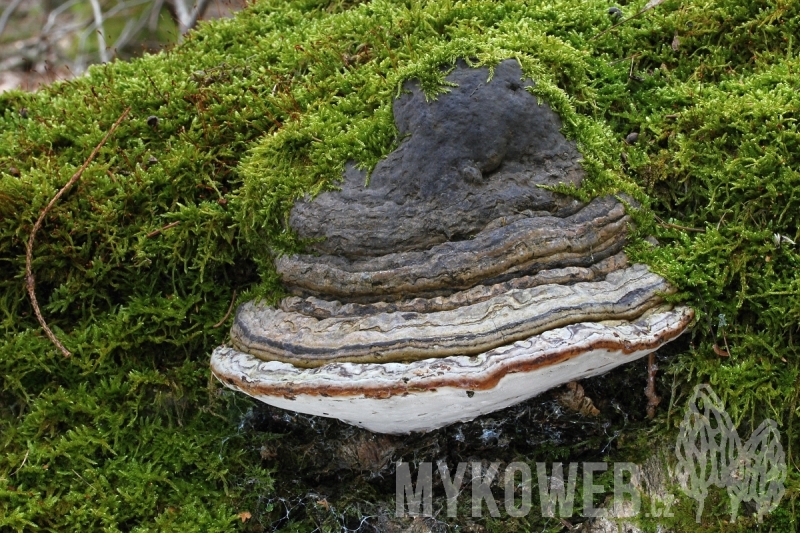 Fomes fomentarius