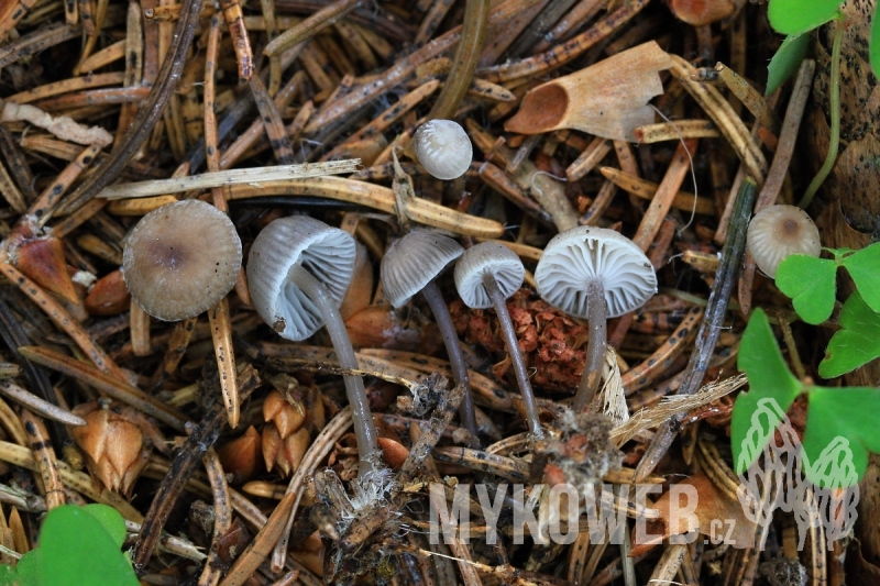 Mycena cinerella